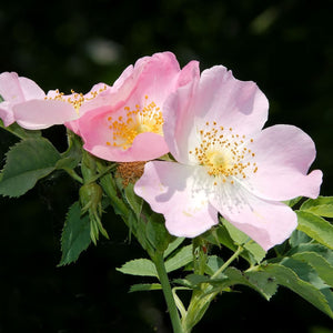 Rosa canina: proprietà, benefici e ricette