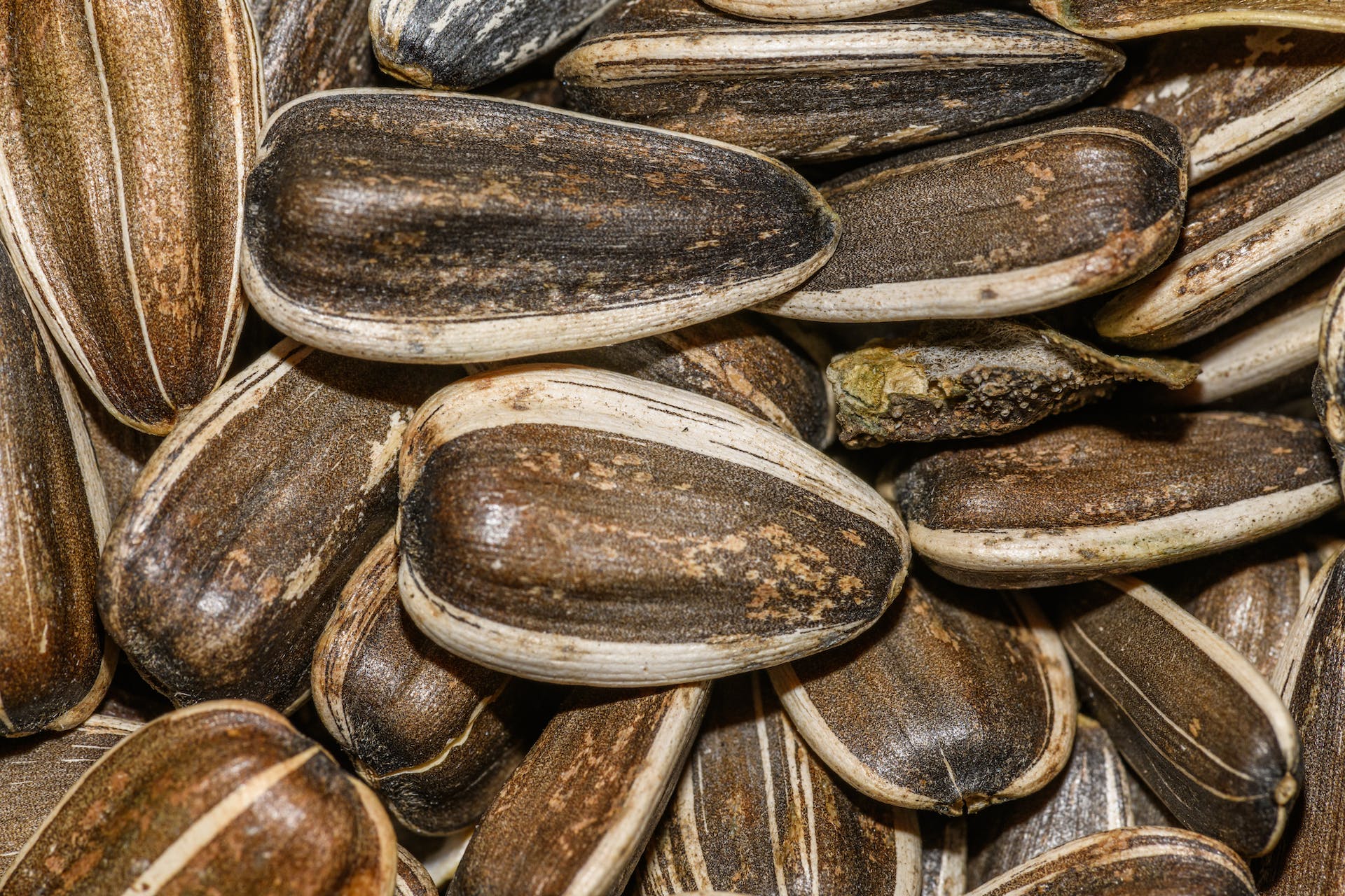 Proteine dei semi di girasole: proprietà, benefici e ricette
