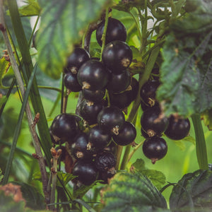 Ribes Nigrum: Proprietà, Benefici e Ricette