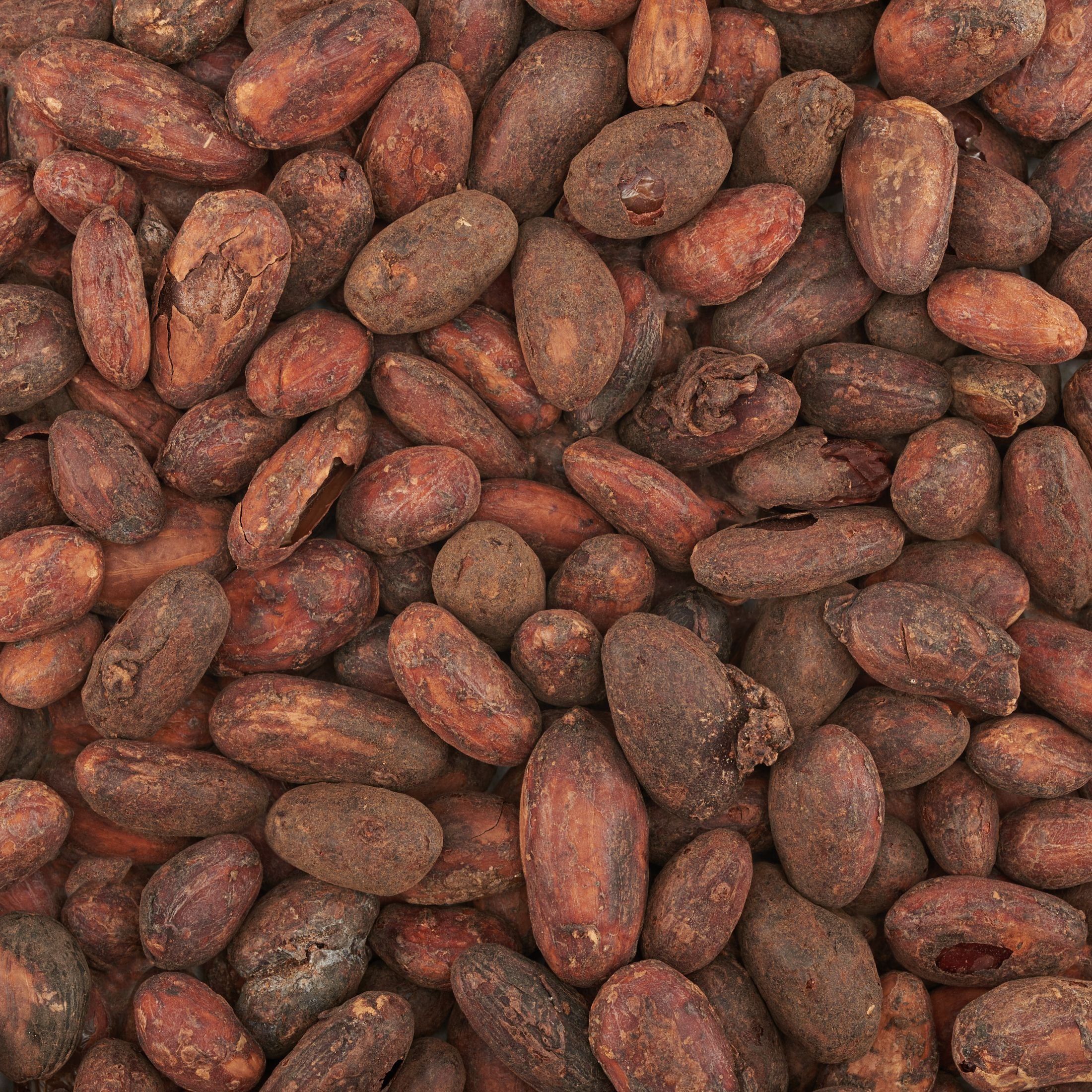 Semi Di Cacao Criollo (Fave) Bio 3